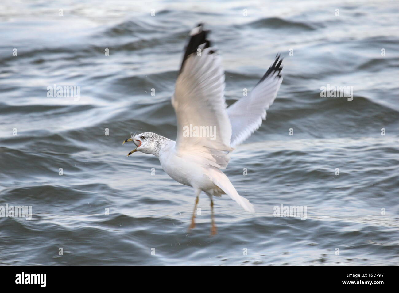 Möwen fliegen über dem Wasser mit einem Fisch im Schnabel. Stockfoto