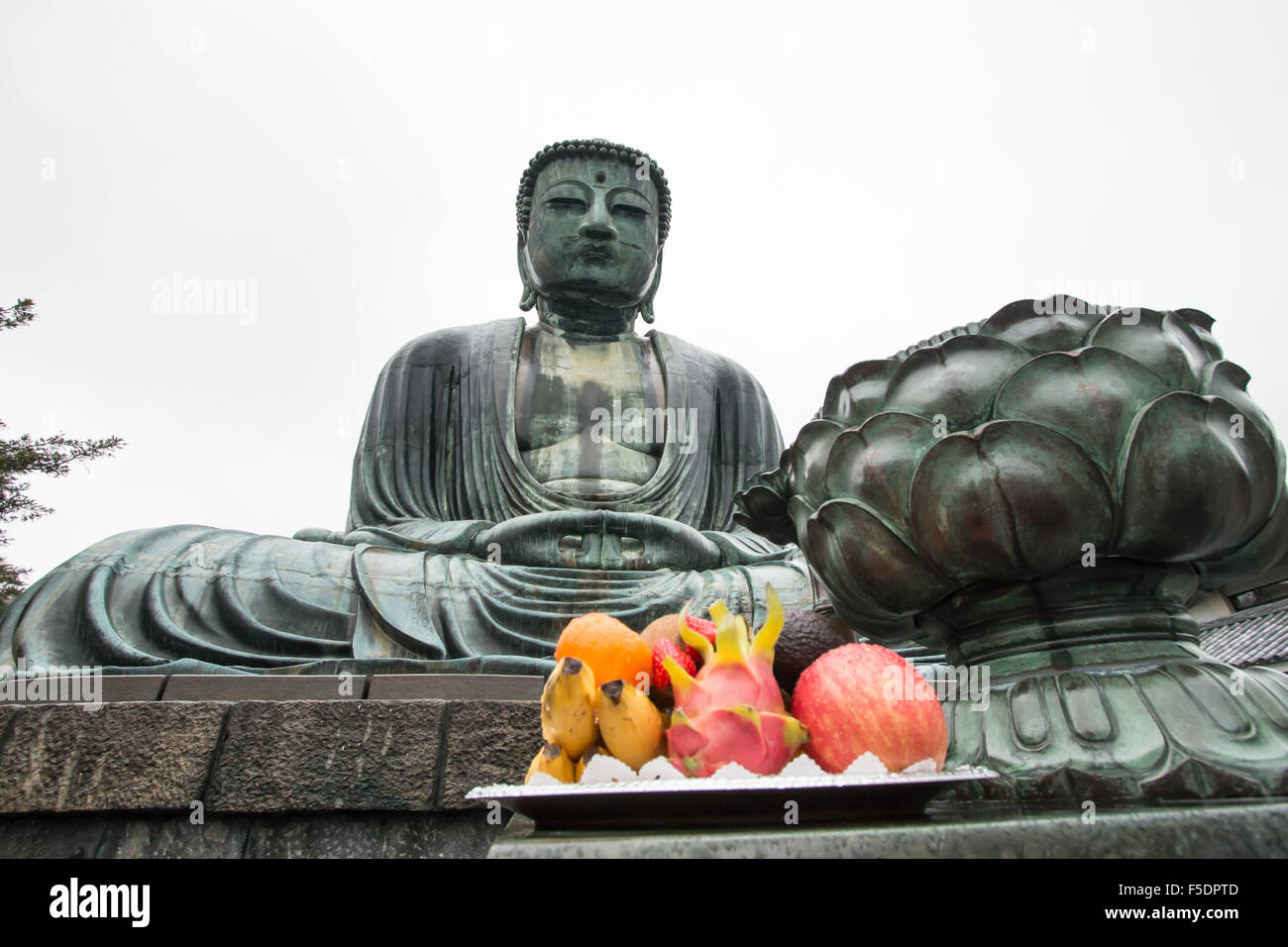 Die große Daibutsu, Buddha von Kamakura, eine Bronzestatue des Amida Buddha im Kotokuin Tempel, Kamakura, Kanagawa, Japan Stockfoto