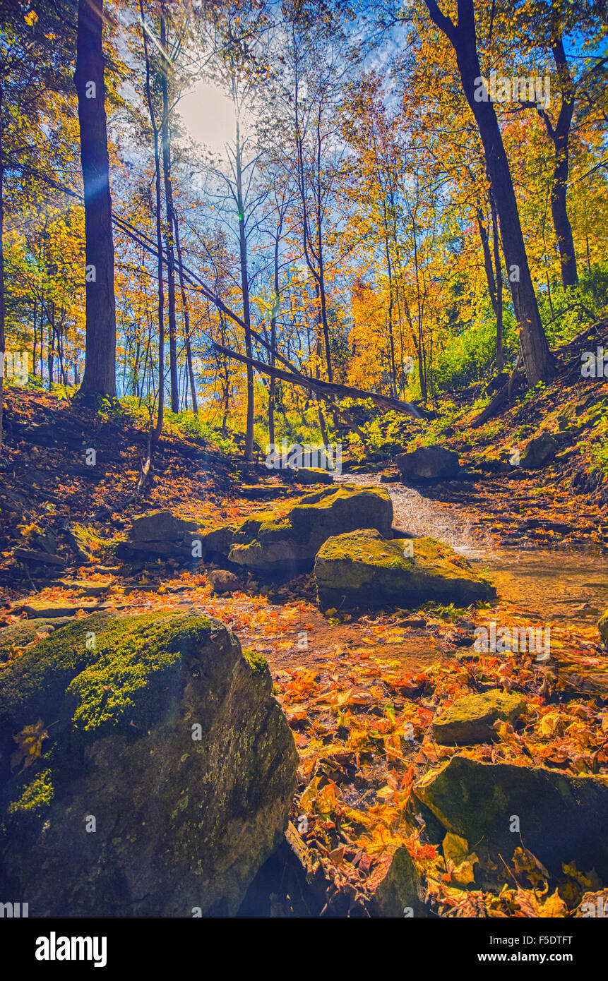 Wunderschönen Waldblick mit Herbst Farbe Niederlassungen, genommen in Dudas Naturschutzgebiet, Ontario, Kanada. Stockfoto