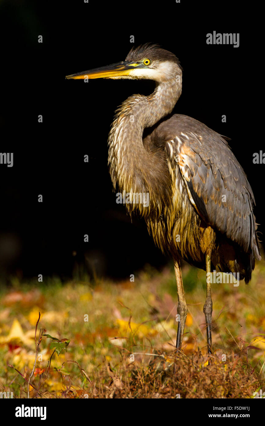 Great Blue Heron bei Sonnenuntergang Stockfoto