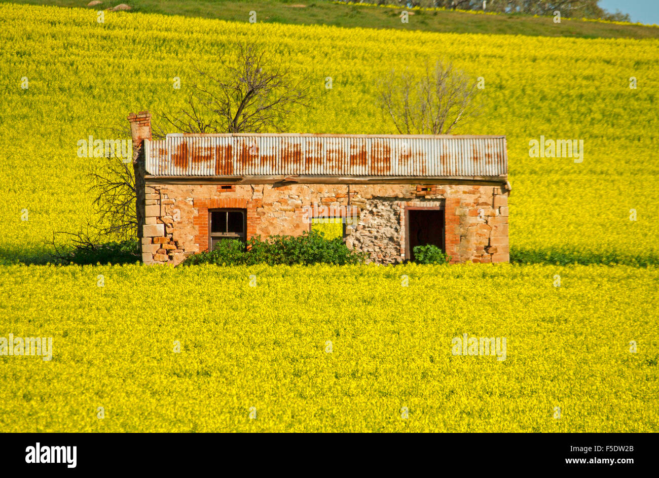 Ruinen der historischen roten Stein Ferienhaus / Landhaus, umgeben von Feld der Blüte lebendige goldene gelbe Ernte von Raps in South Australia aufgegeben Stockfoto