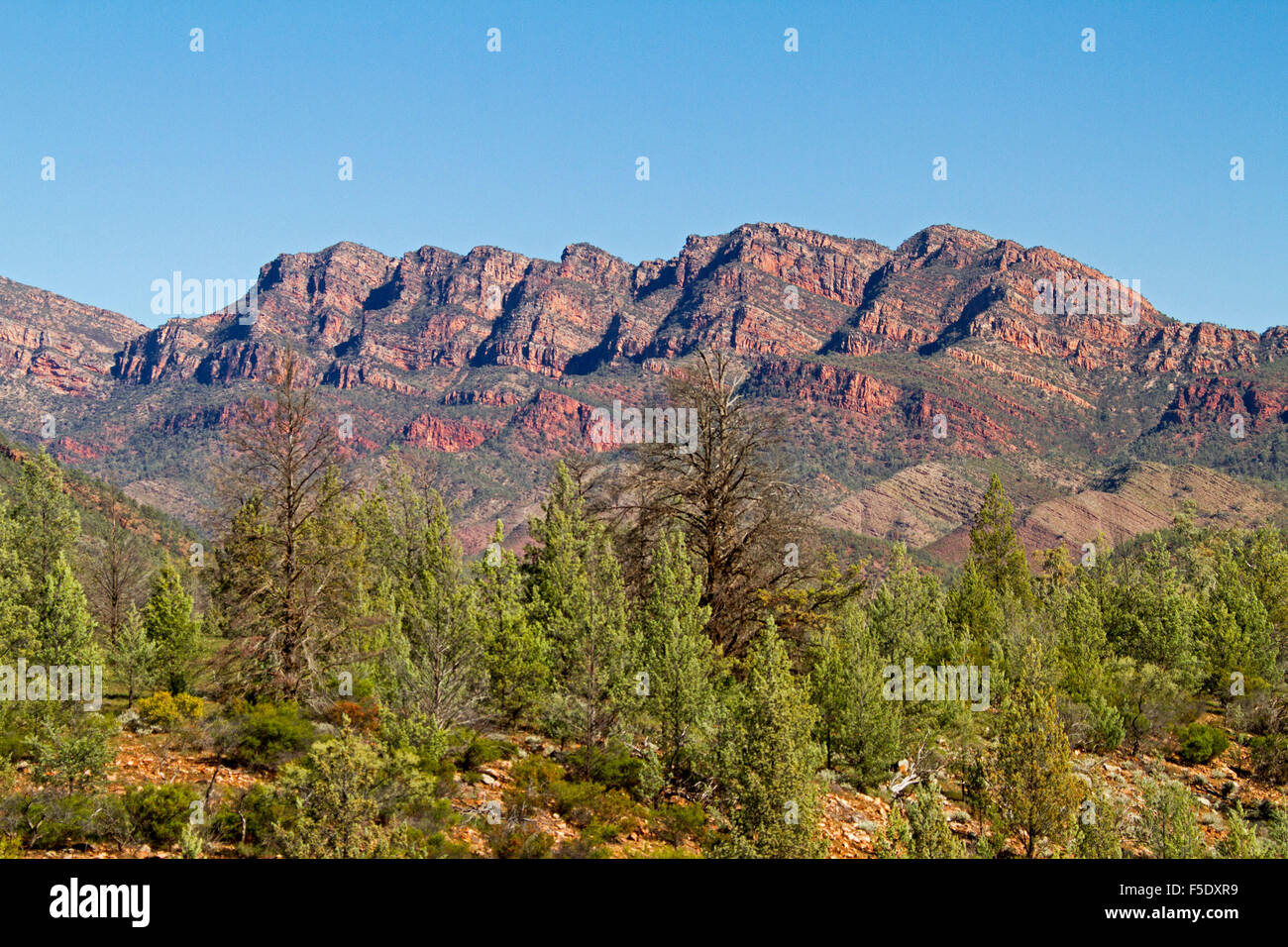 Zerklüftete Landschaft der Flinders Ranges mit einheimischen Kiefern Zypressen & rote felsige Berggipfel unter blauem Himmel, Outback South Australia Stockfoto