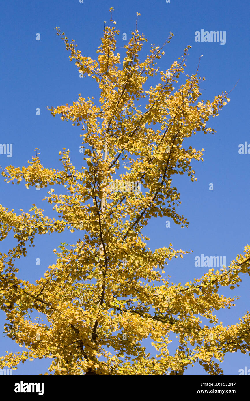 43+ Ginkgo Baum Herbst, Er ist robust und widerstandsfähig gegen