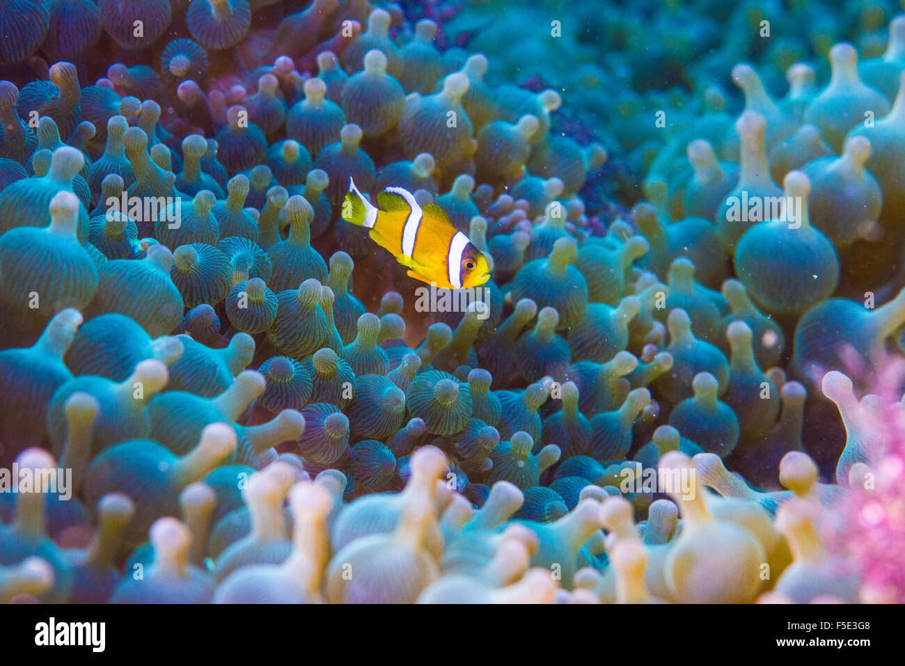 Kinder Anemone Anemonenfisch, 1cm lang, seinem großen Seeanemone Haus herumschwimmen. Kajika Owase Mie Japan Stockfoto