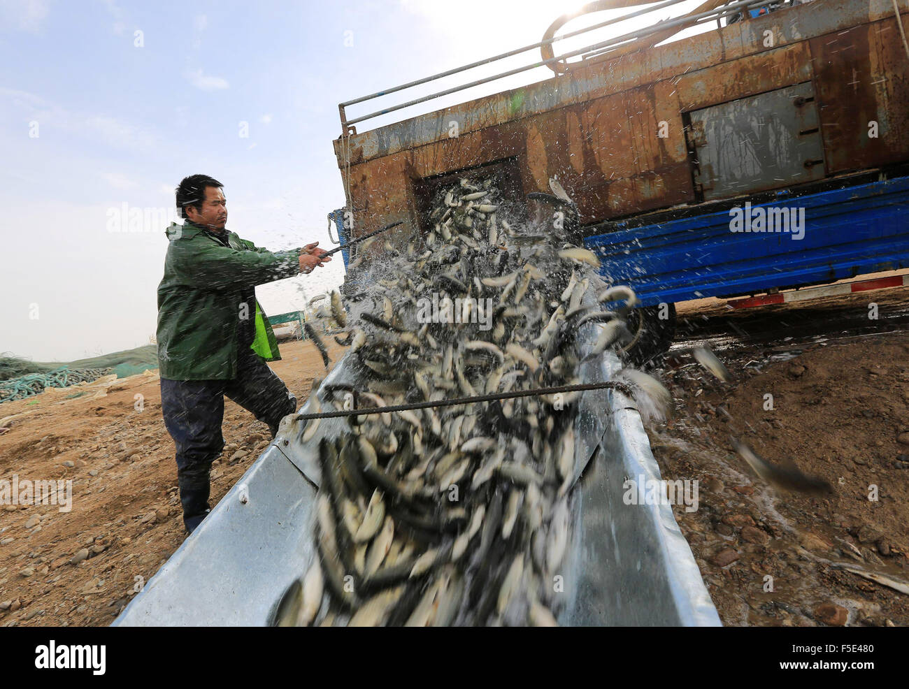 Bayan Gol. 2. November 2015. Ein Mann löst Fisch Pommes frites in der Bostan-See im Nordwesten Chinas Xinjiang Uygur Autonome Region, 2. November 2015. Insgesamt 300 Tonnen Pommes frites erschienen in den See am Montag zur Erhaltung der Vielfalt von Wasserorganismen. Bildnachweis: Nian Lei/Xinhua/Alamy Live-Nachrichten Stockfoto