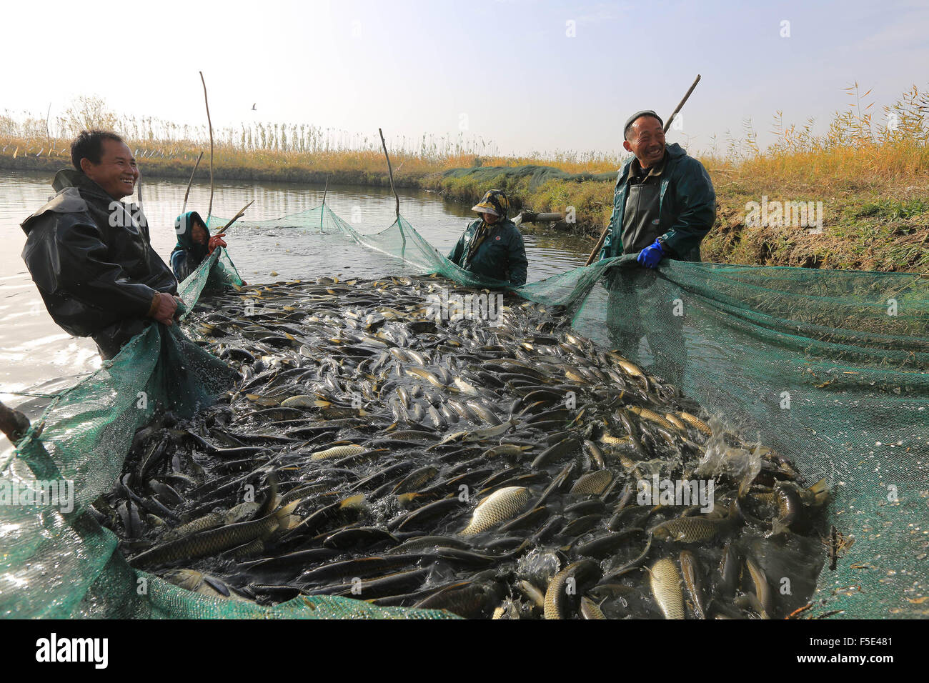 Bayan Gol. 2. November 2015. Fischer halten Fisch Pommes zusammen in einem Teich in der Nähe der Bostan-See im Nordwesten Chinas Xinjiang Uygur Autonome Region, 2. November 2015. Insgesamt 300 Tonnen Pommes frites erschienen in den See am Montag zur Erhaltung der Vielfalt von Wasserorganismen. Bildnachweis: Nian Lei/Xinhua/Alamy Live-Nachrichten Stockfoto
