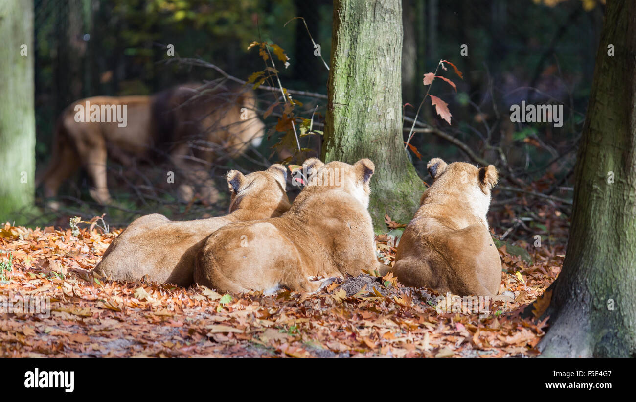 Drei Löwinnen genießen die Sonne im Herbst Stockfoto