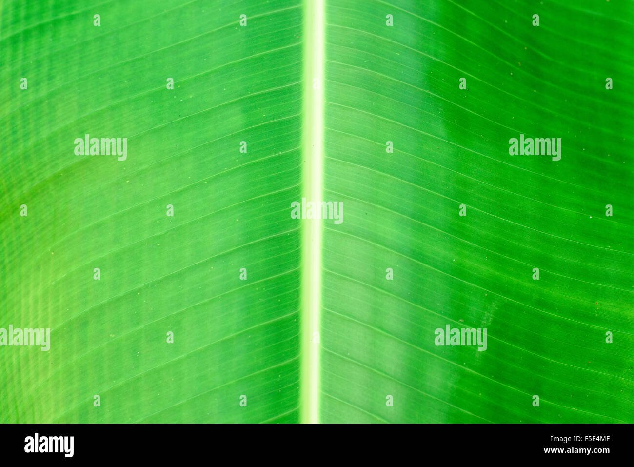Grünen Bananenblatt Stockfoto