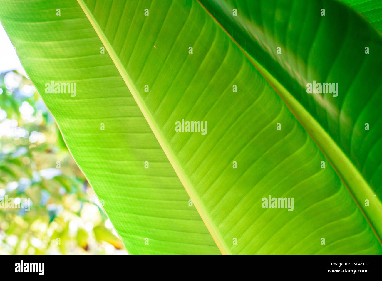 Bananenblätter im Sommer Stockfoto