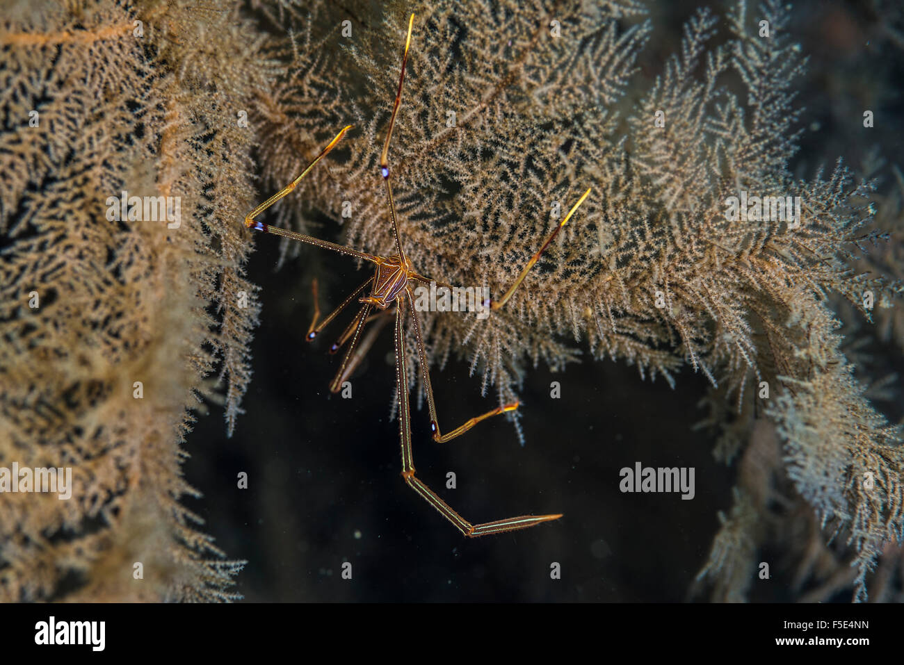 Ortmann hocken Hummer auf schwarzen Carals bei Kajika Owase Mie Japan Stockfoto