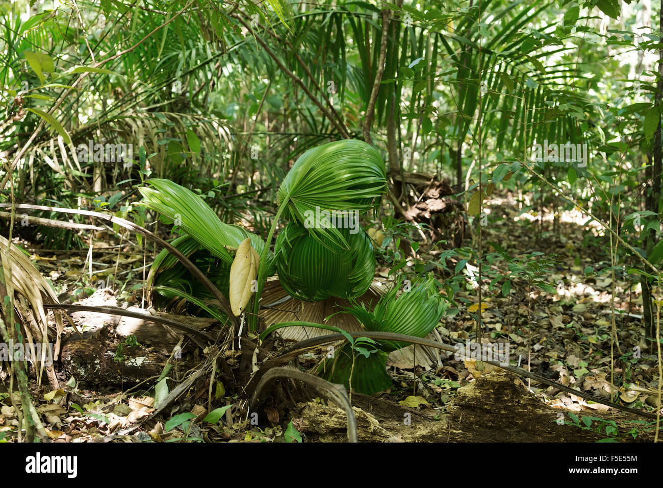 Palmblatt im Tangkoko Nationalpark in Nord-Sulawesi, Indonesien. Dieser Park ist Heimat von schwarzen Makaken und Koboldmakis. Es ist in der Nähe Stockfoto