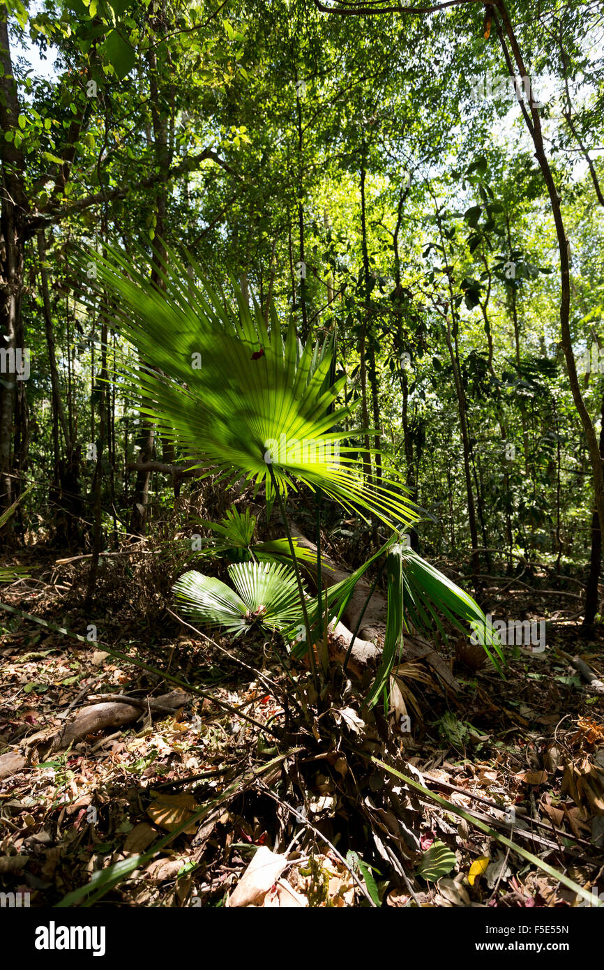 Palmblatt im Tangkoko Nationalpark in Nord-Sulawesi, Indonesien. Dieser Park ist Heimat von schwarzen Makaken und Koboldmakis. Es ist in der Nähe Stockfoto