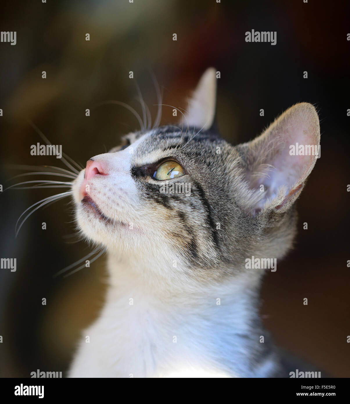 Schöne Katze sitzt auf dem Boden fotografiert hautnah Stockfoto