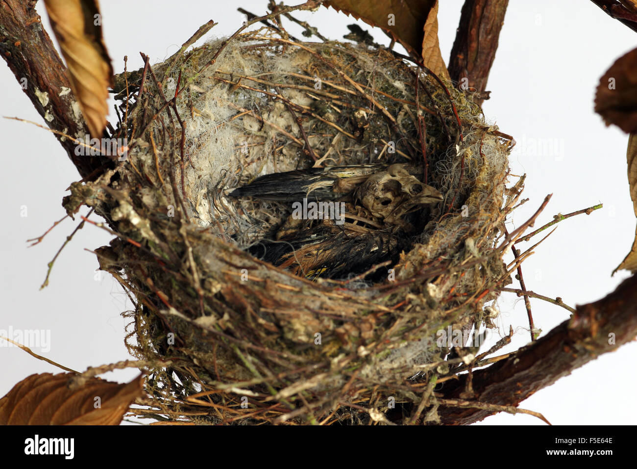 Toten Stieglitz Küken in verlassene nest Stockfoto