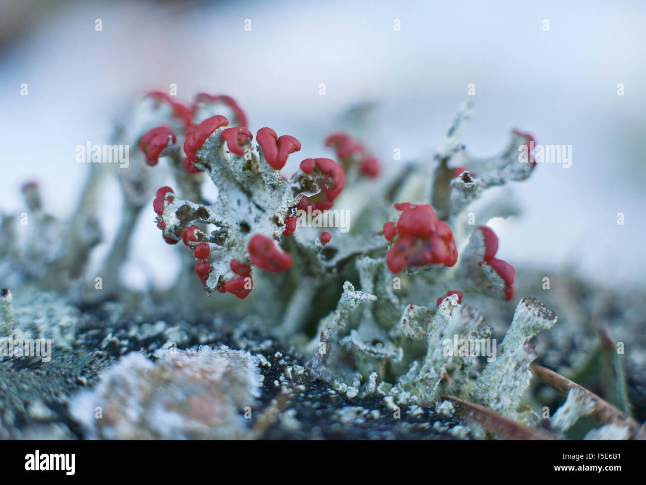 Cladonia Cristatella, allgemein bekannt als die britischen Soldaten Flechten Stockfoto