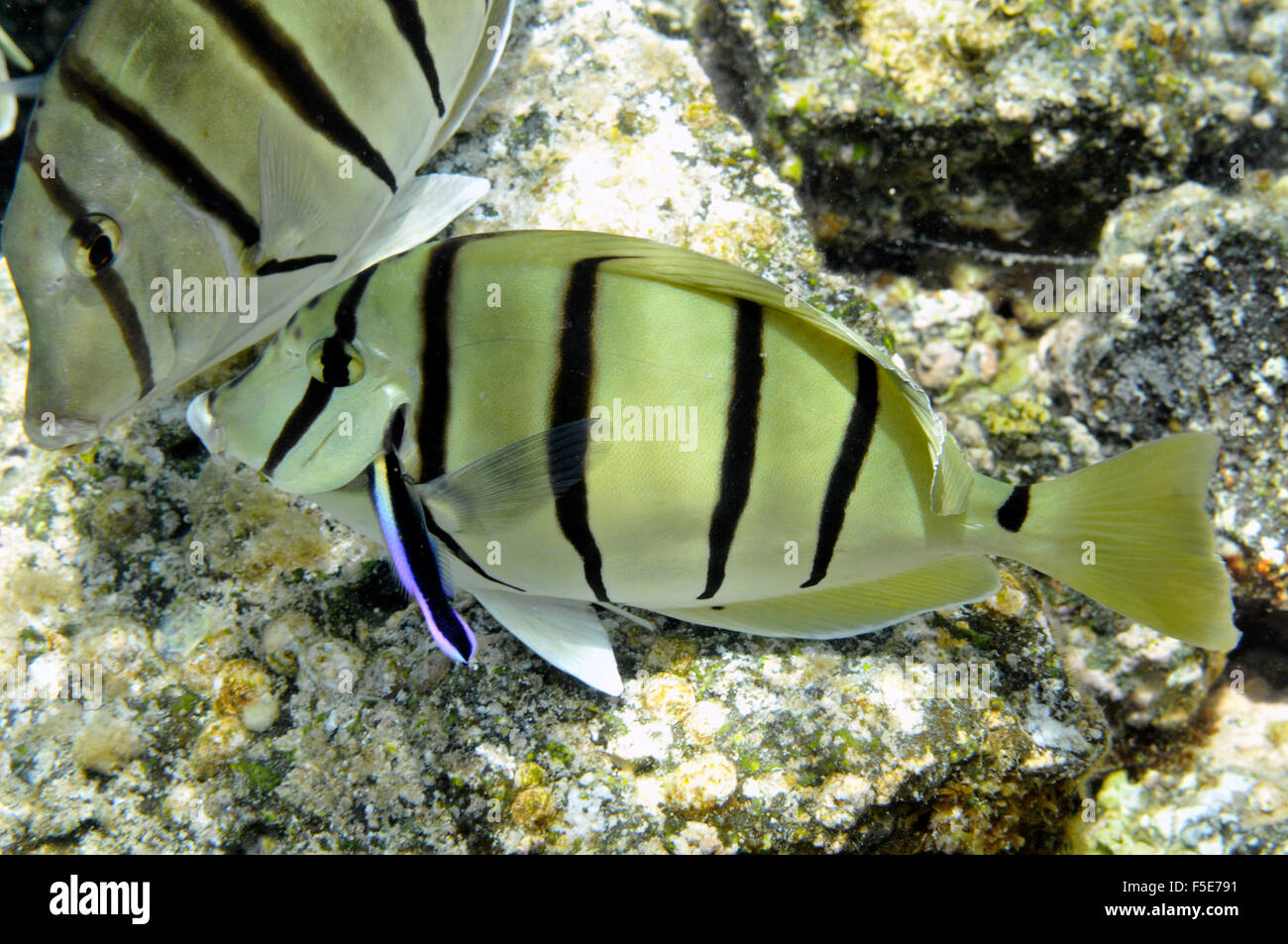 Tangs oder Manini, Acanthurus Triostegus zu überführen, gereinigt von hawaiianischen cleaner Wrasse, Labroides Phthirophagus, Kaoho, Hawaii Stockfoto
