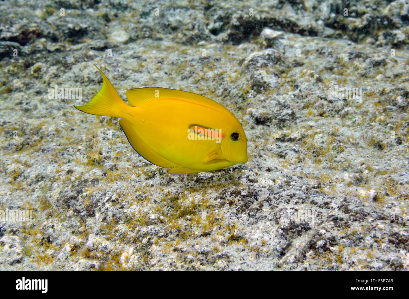 Orangeband Doktorfisch Sub adult, Acanthurus Olivaceus Waiopae tide Pools, Kaoho, Big Island, Hawaii, USA Stockfoto