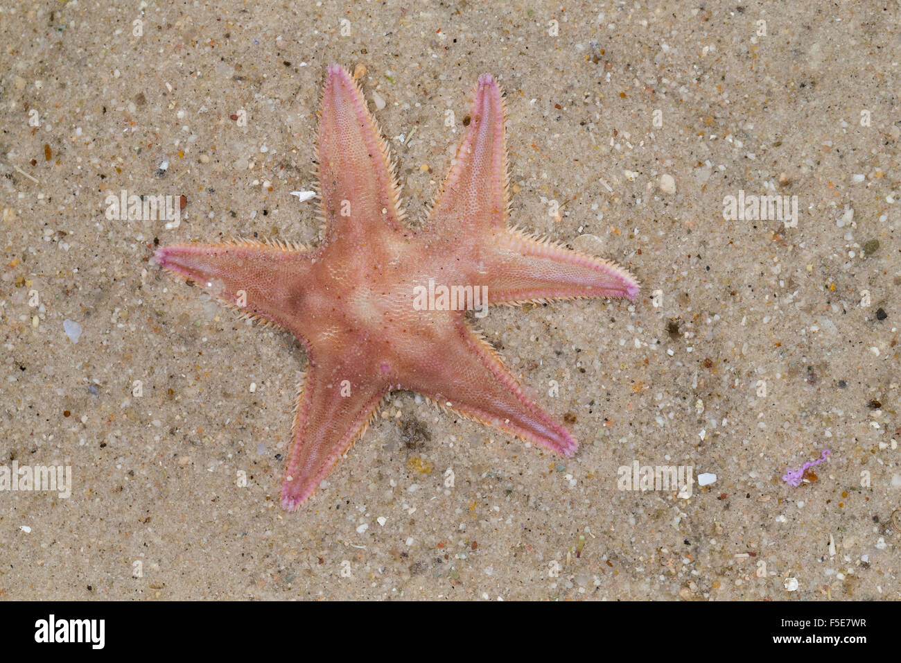 Sand Sea Star, Star Sand, Nordischer Kammstern, Regeneration, Seestern, Astropecten Irregularis, Astropecten muelleri Stockfoto
