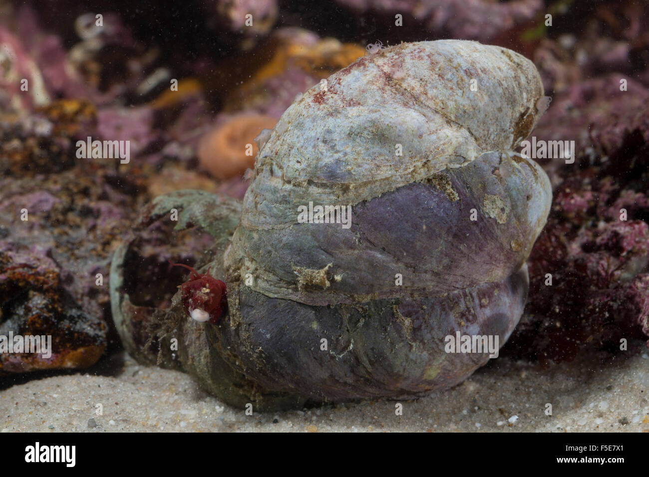 Pantoffel Limpet, Slippersnail, Pantoffel Shell, Pantoffel-Schnecke, Amerikanische Pantoffelschnecke, Crepidula fornicata Stockfoto