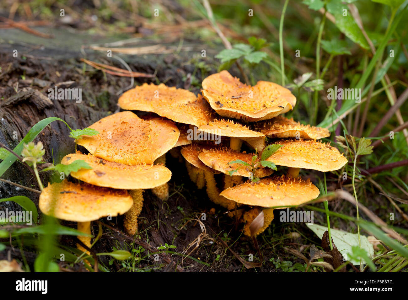 ungenießbare Pilze (Pholiota Flammans) wachsen am Stamm Stockfoto