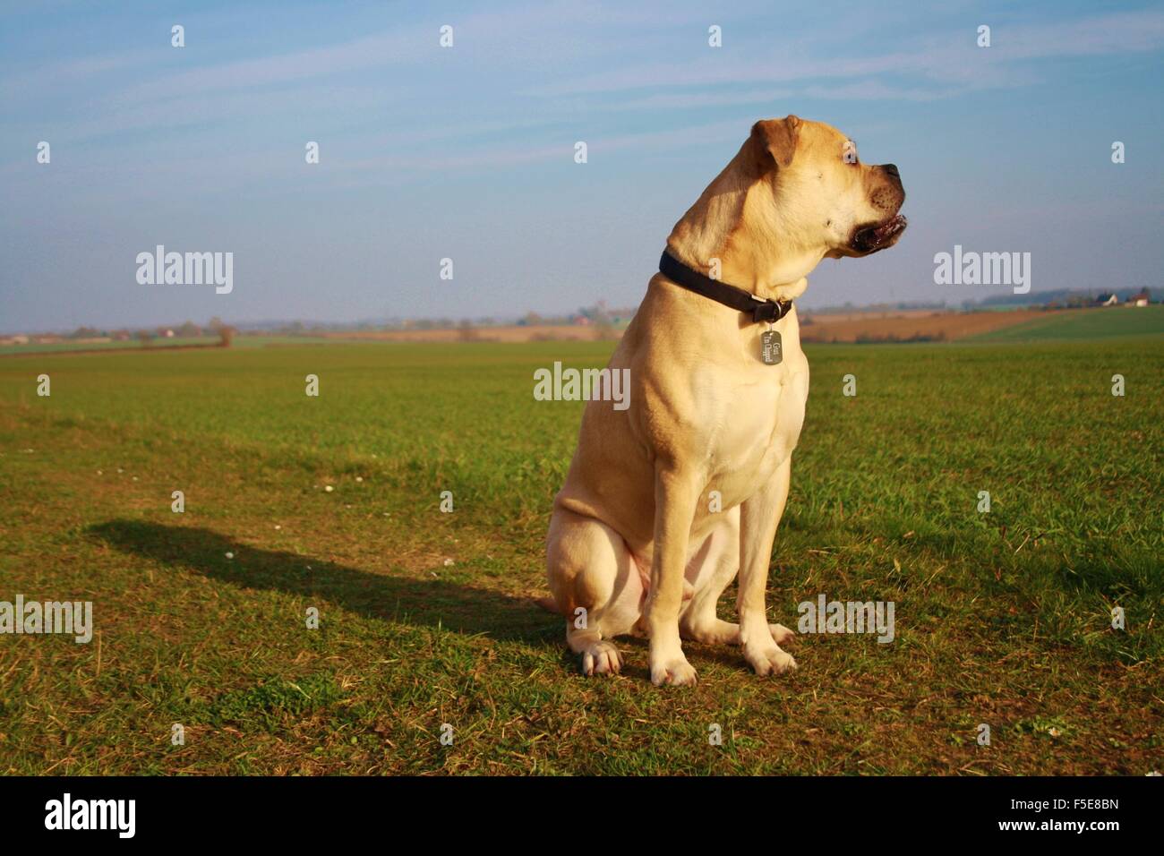 Fawn Bullmastiff männlich, große Rasse Hund, Gebiet zu Fuß, Stockfoto