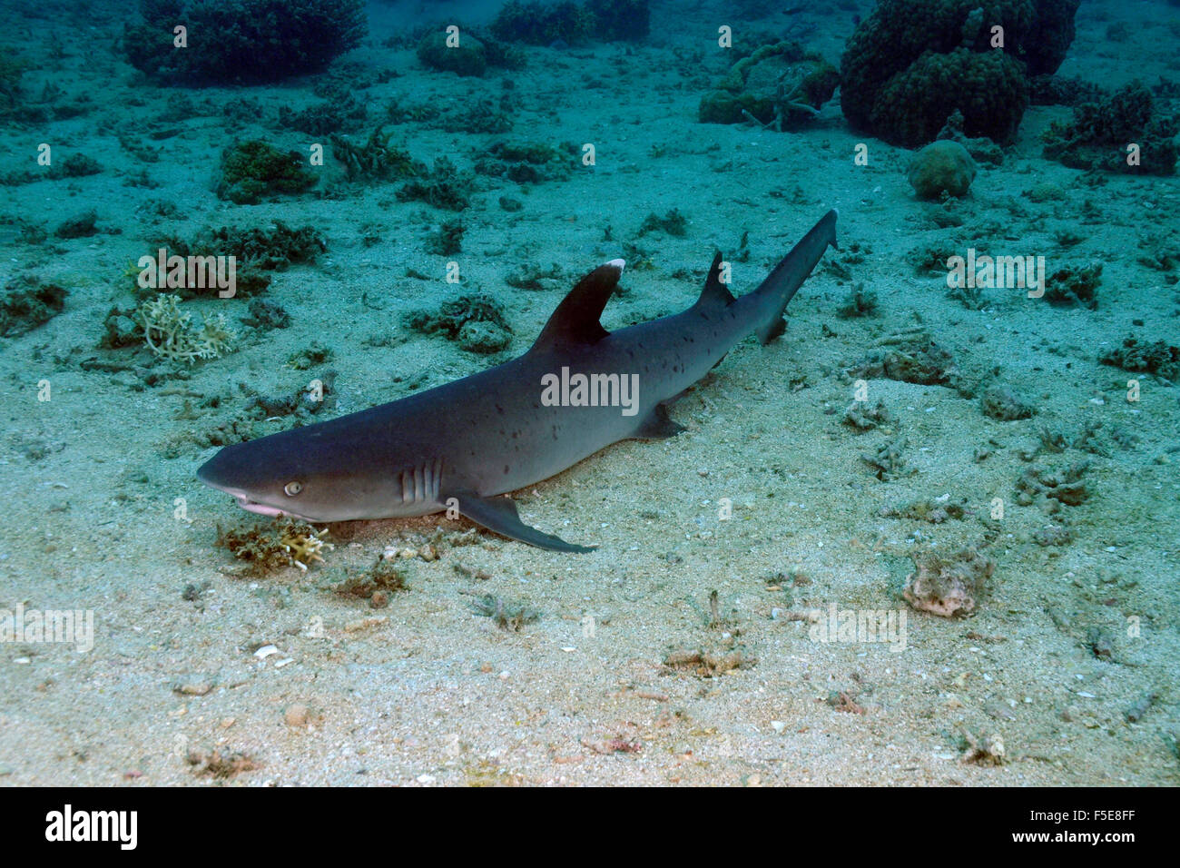 Weißspitzen-Riffhaie, Triaenodon Obesus, Seche Croissant, Noumea, Neukaledonien Stockfoto