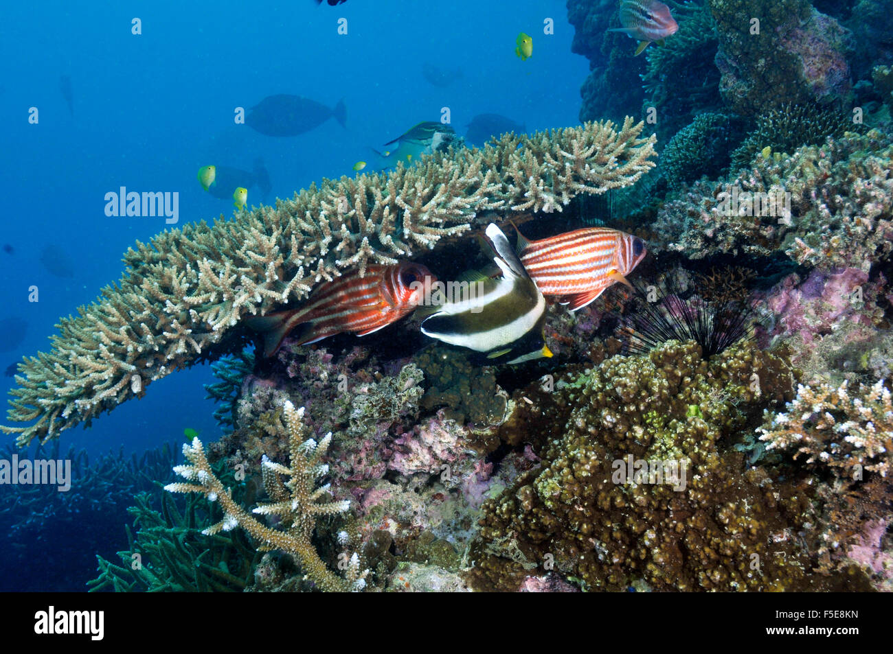 Wimpel Bannerfish, Heniochus Chrysostomus und Brownspot Squirrelfish Sargocentron Praslin, im Korallenriff, neue Caledoni Noumea Stockfoto