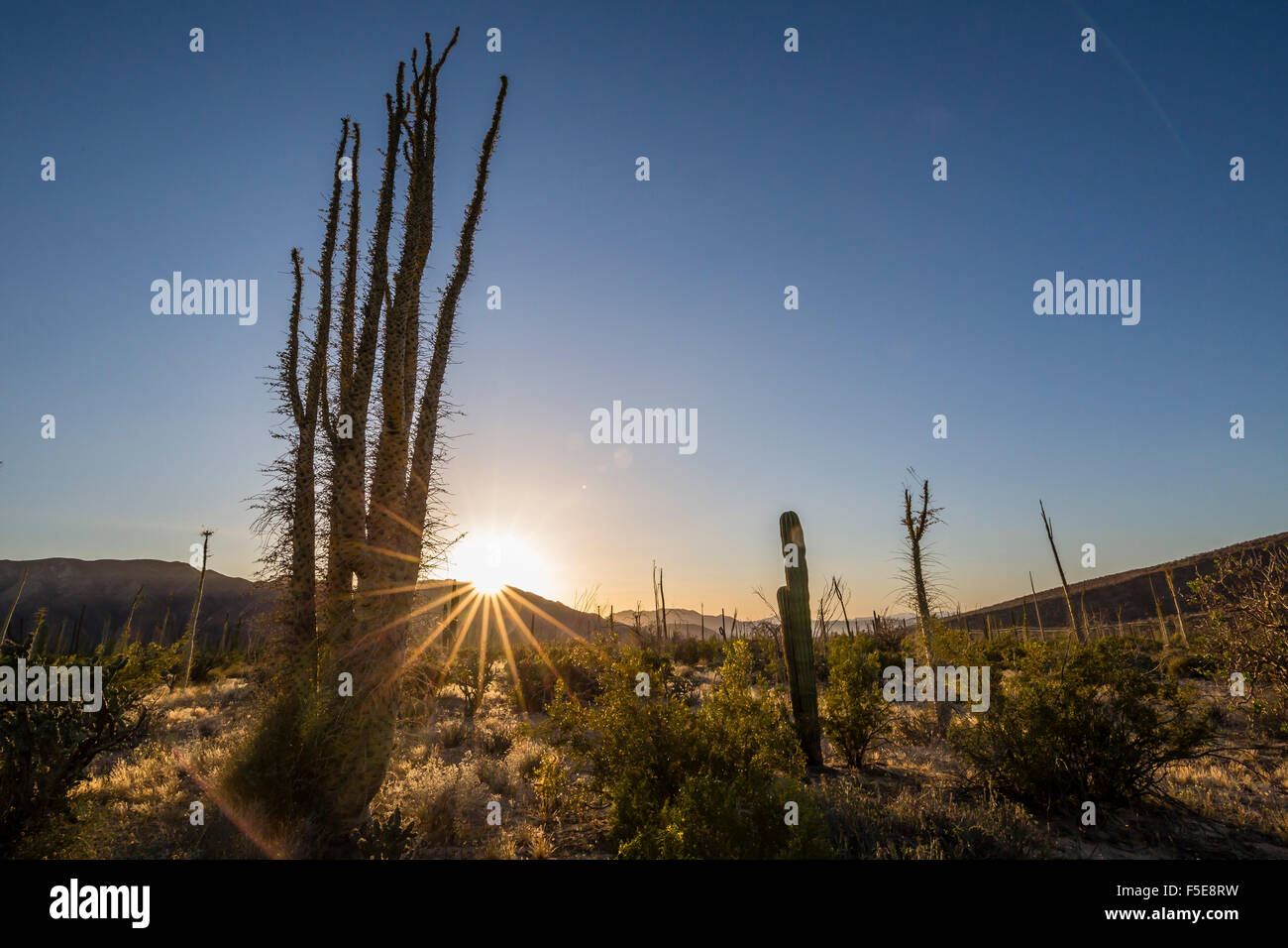 Boojum Baum (Cirio) (Fouquieria Columnaris) bei Sonnenuntergang in der Nähe von Bahia de Los Angeles, Baja California, Mexiko, Nordamerika Stockfoto