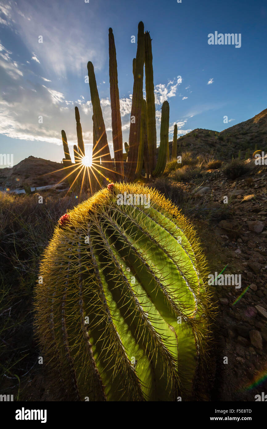 Sonnenuntergang auf einer endemischen Riesen Fass Kaktus (Ferocactus Diguetii) auf Isla Santa Catalina, Baja California Sur, Mexiko Stockfoto