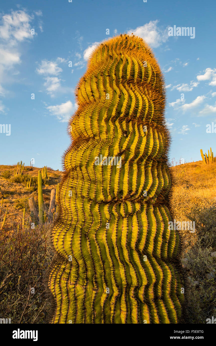 Endemische Riesen Barrel Cactus (Ferocactus Diguetii) auf Isla Santa Catalina, Baja California Sur, Mexiko, Nordamerika Stockfoto