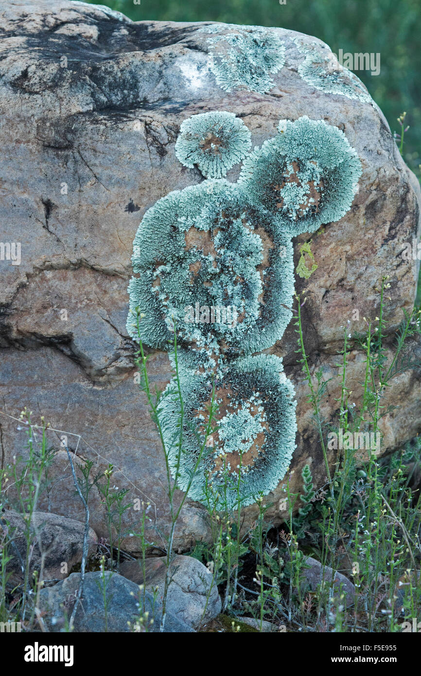 Blass blau / grünen Flechten, Xanthoparmelia Arten, wächst auf Felsen im Flinders Ranges im Outback South Australia Stockfoto