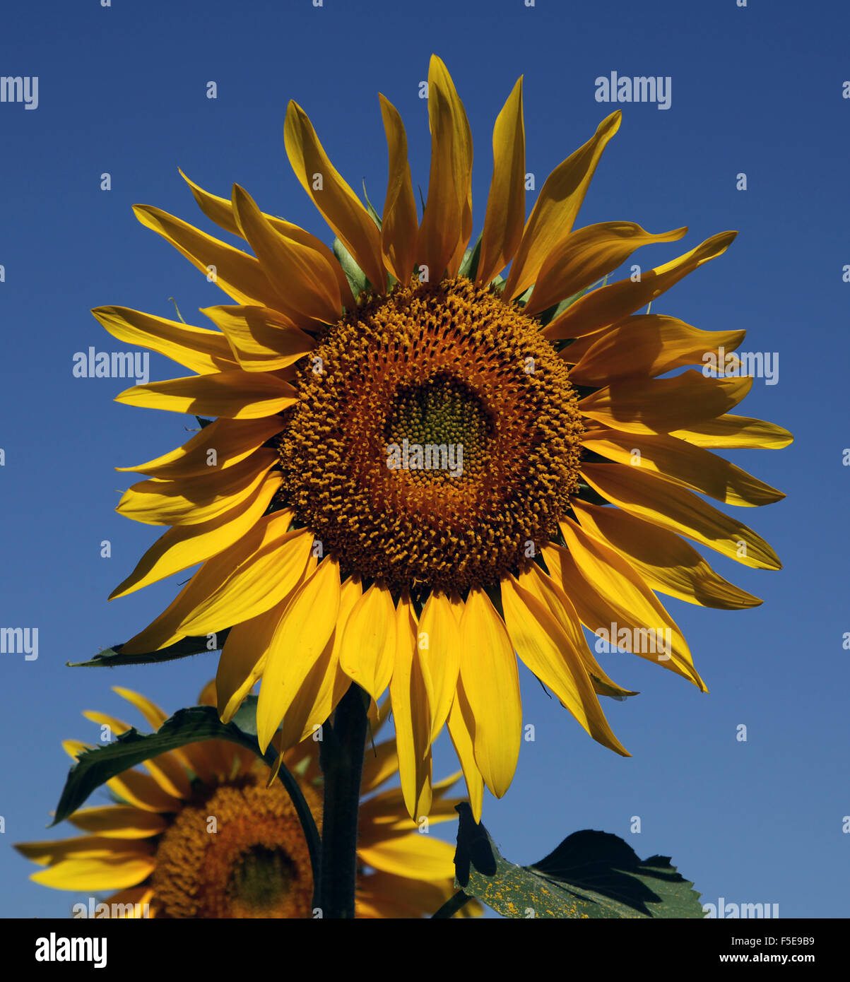 painter-sunflowers-vincent-van-gogh-fotos-und-bildmaterial-in-hoher