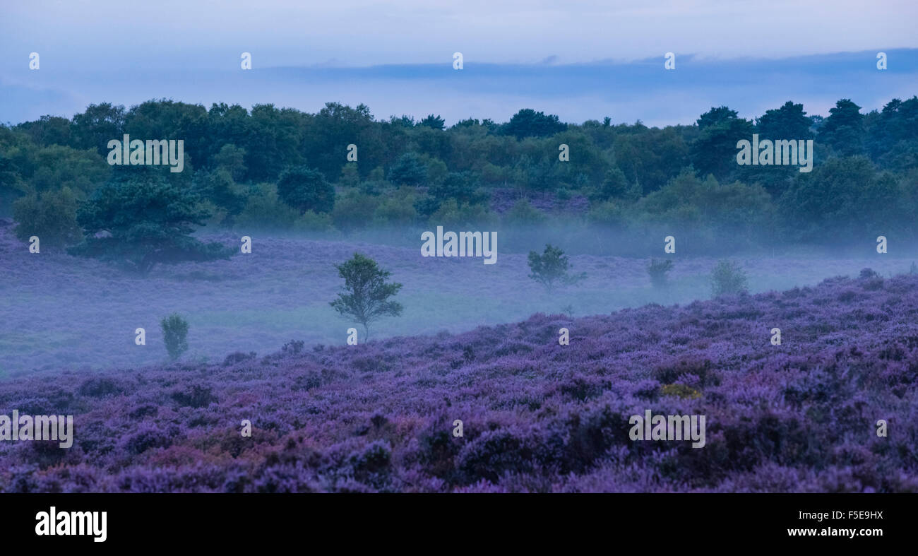 Wunderbare Heidekraut Farben bei Dunwich Heath, Suffolk, England, United Kingdom, Europe Stockfoto