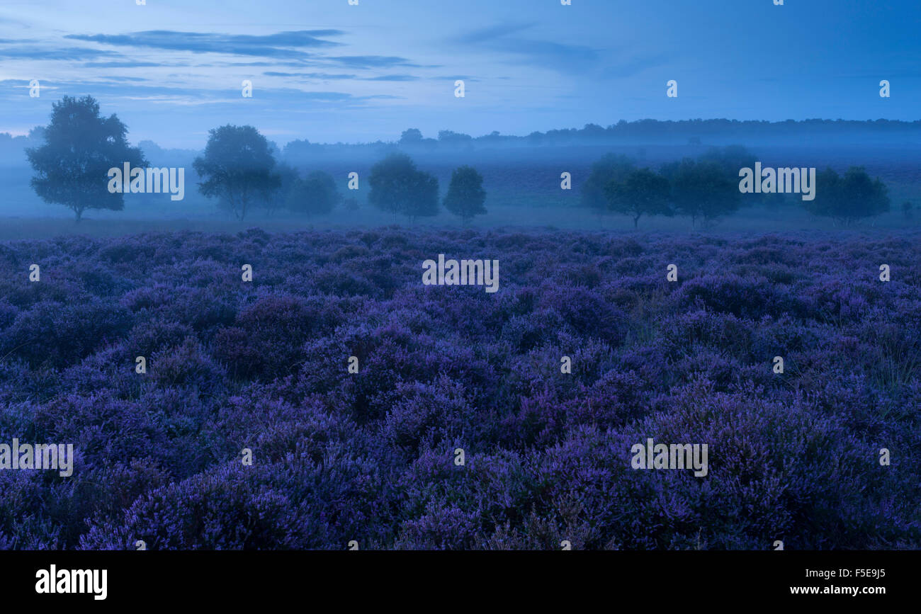 Ein Blick auf die wunderschöne Heidelandschaft mit intensiven Heidekraut Farben bei Westleton Heath, Suffolk, England, Vereinigtes Königreich, Europa Stockfoto