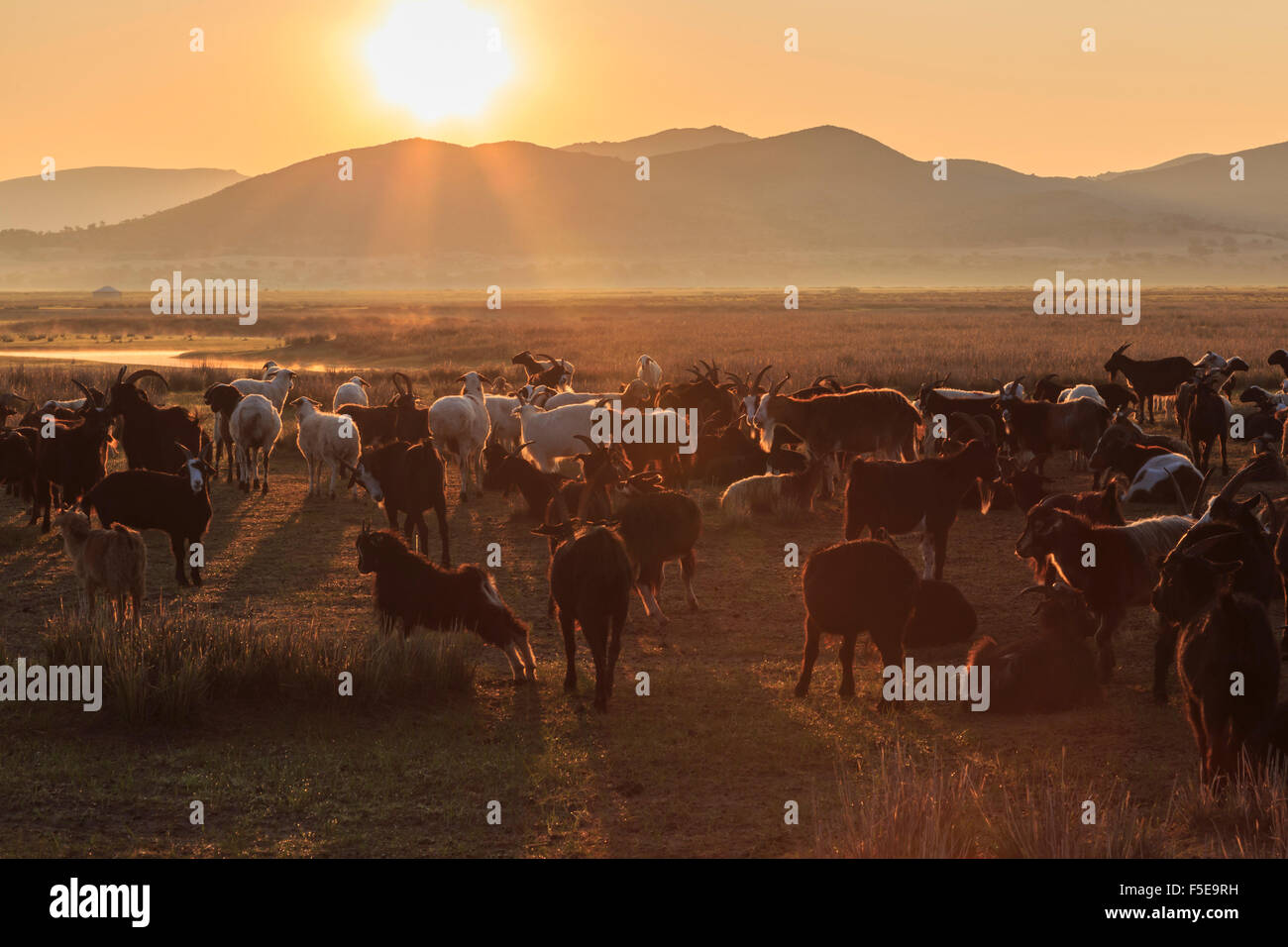 Fluss, Ger und Hintergrundbeleuchtung Herde von Ziegen und Schafen bei Sonnenaufgang im Sommer Nomaden Camp, Gurvanbulag, Bulgan, Mongolei Stockfoto