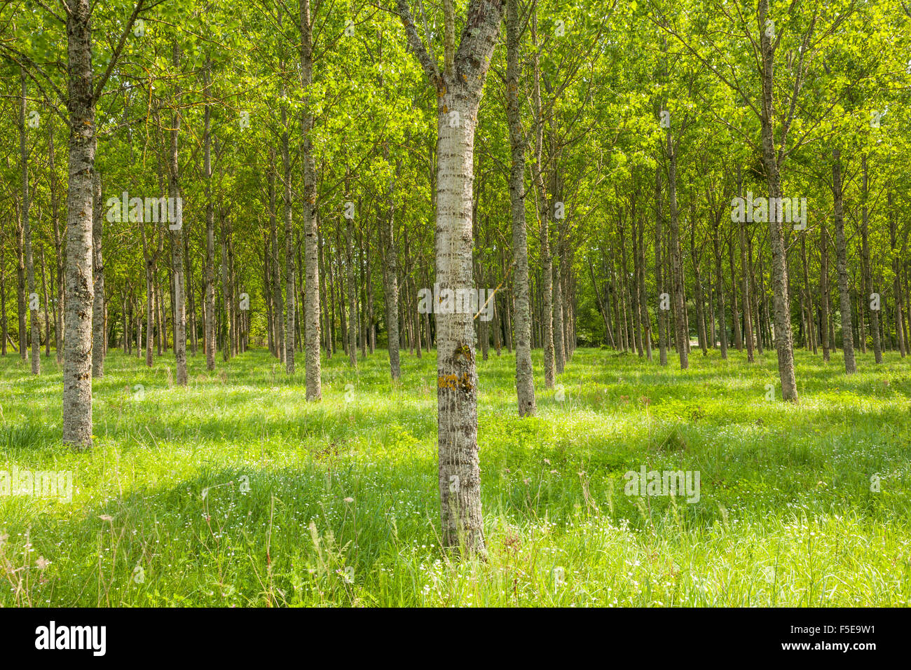 Geordnete Baumreihen in der Nähe von Fontaines-En-Sologne, Loir-et-Cher, Centre, Frankreich, Europa Stockfoto