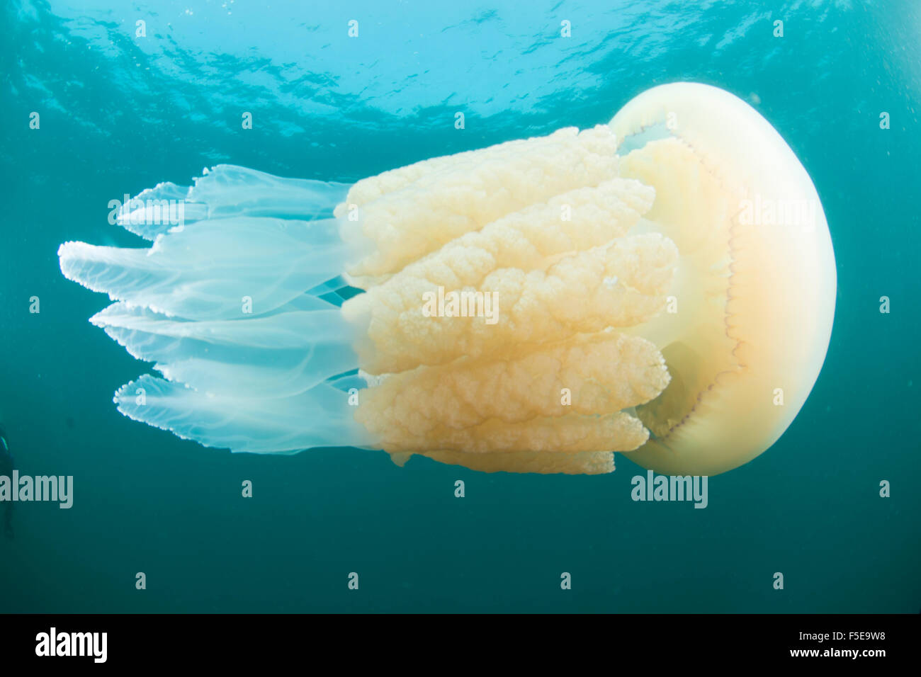 Fass-Quallen (Rhizostoma Pulmo) in Großbritannien Gewässern, Devon, England, Vereinigtes Königreich, Europa Stockfoto