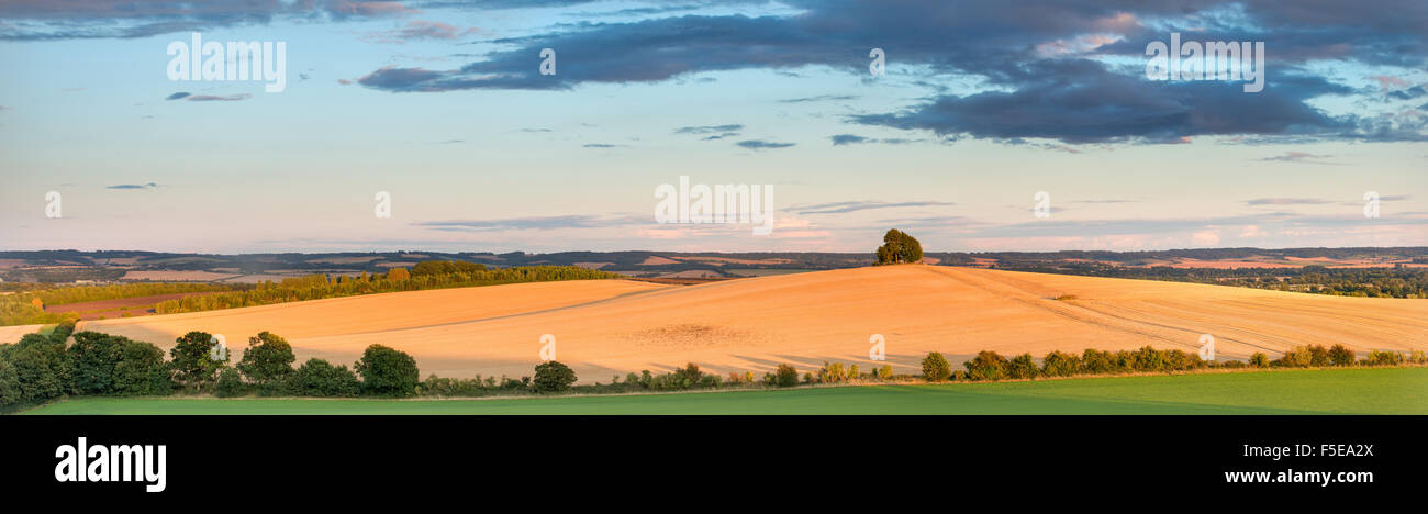 Wittenham Klumpen, Thames Valley, Oxfordshire, England, Vereinigtes Königreich, Europa Stockfoto