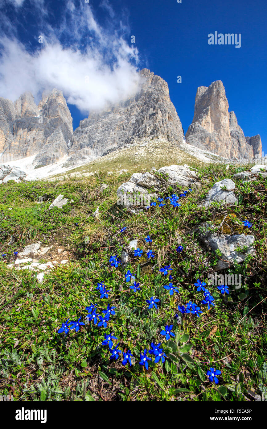 Enzian blühen um die drei Zinnen von Lavaredo, Sexten, Dolomiten, Trentino-Alto Adige, Italien, Europa Stockfoto
