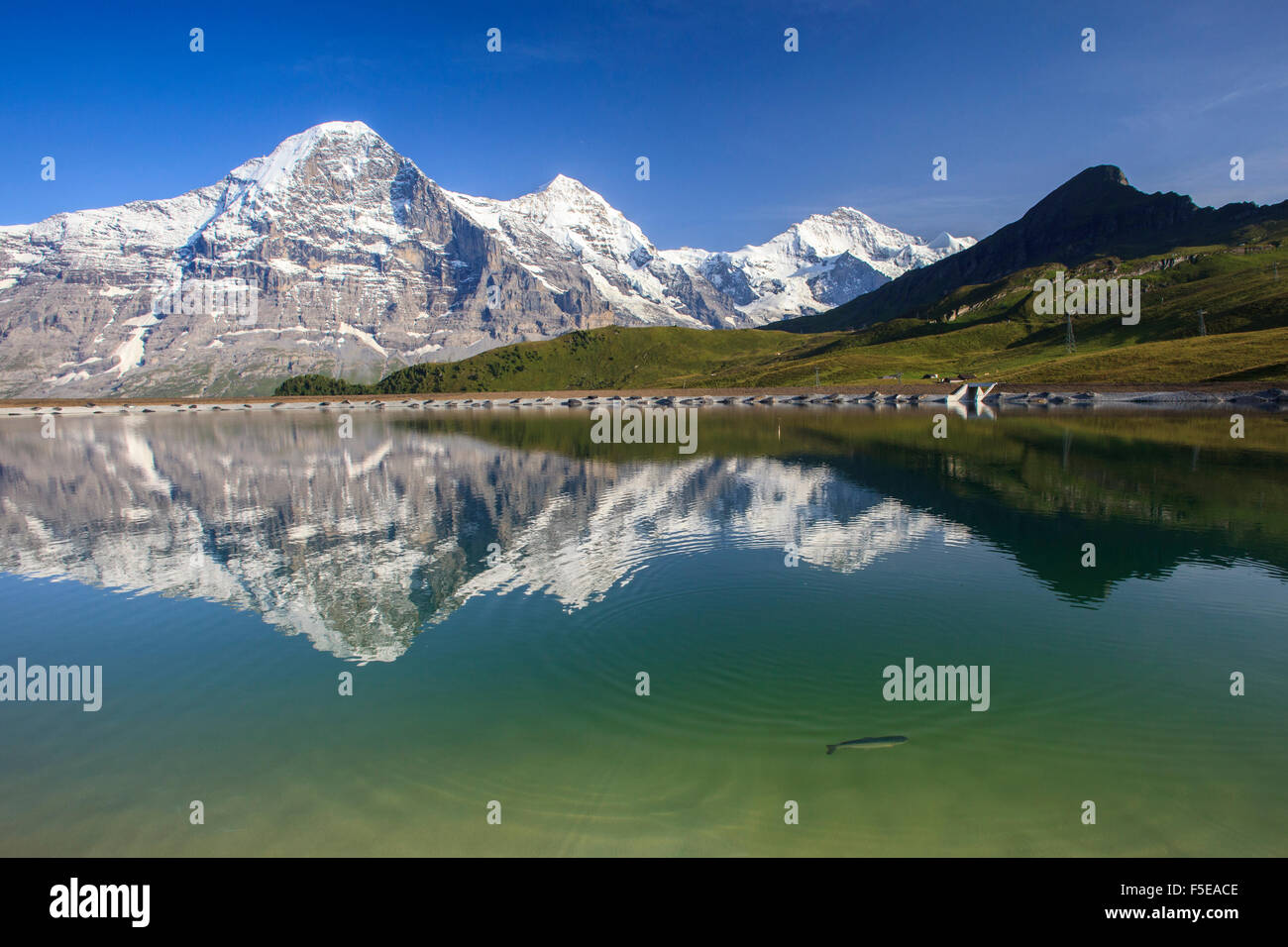 Mount Eiger spiegelt sich im Wasser eines Sees, männlichen, Grindelwald, Berner Oberland, Kanton Bern, Schweizer Alpen, Schweiz Stockfoto