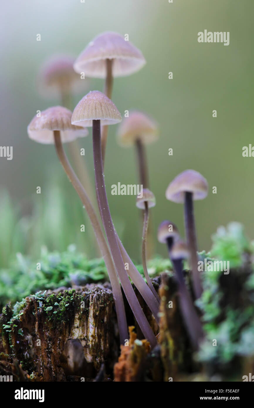 Magische Pilze Fliegenpilz auf einem faulenden Baumstumpf hautnah Stockfoto