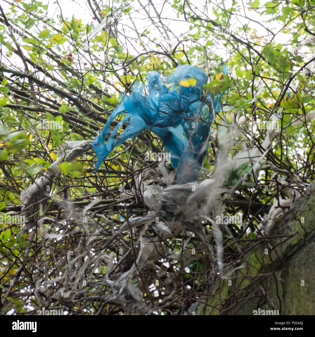 blaue und weiße Kunststoff gefangen in Hecke - zerrissen und zerfetzt durch den Wind - vorsätzliche Unschärfe zur Veranschaulichung im wind Stockfoto