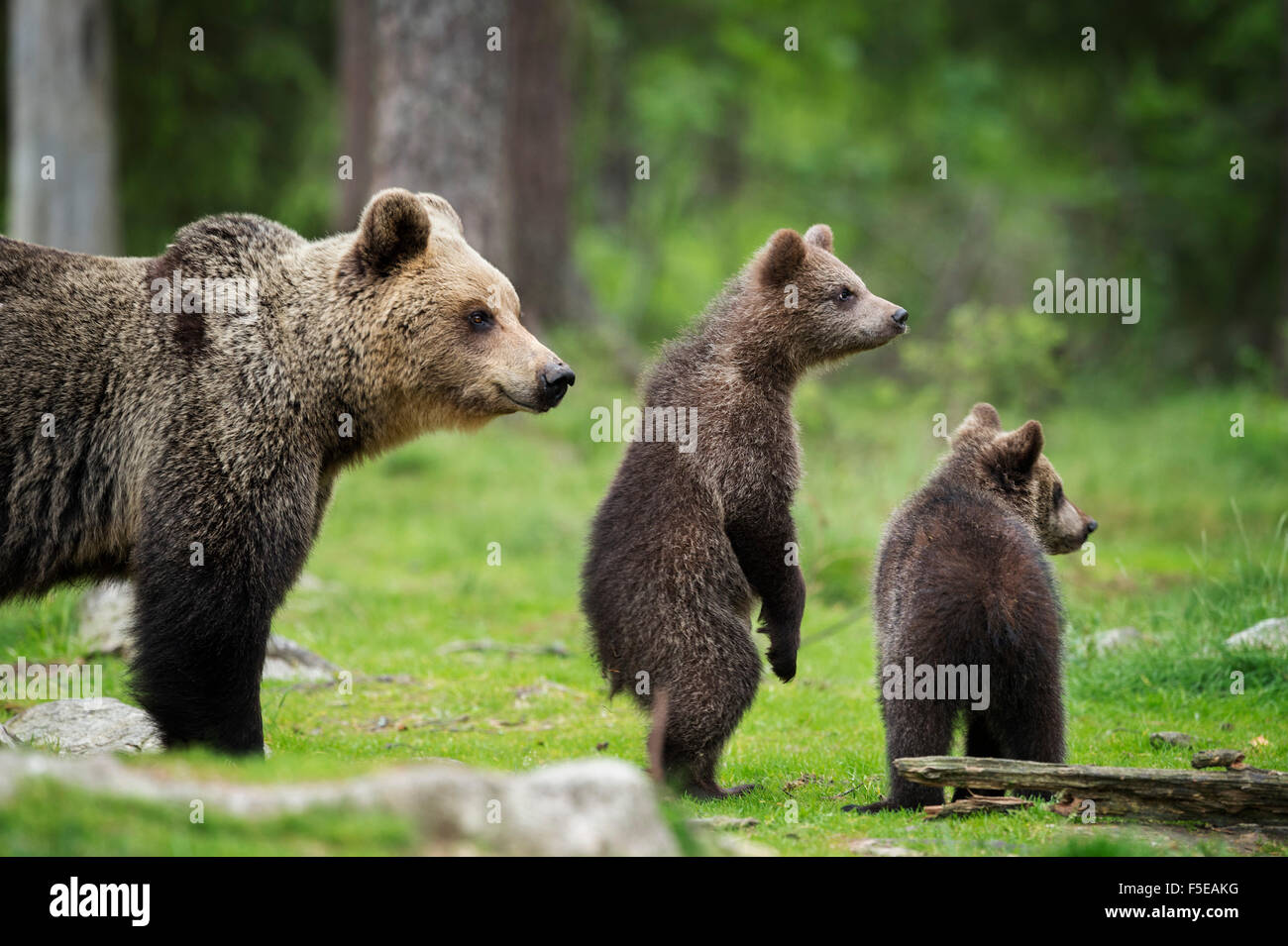 Brown Bear Cubs "und" Erwachsenen (Ursus Arctos), Finnland, Skandinavien, Europa Stockfoto
