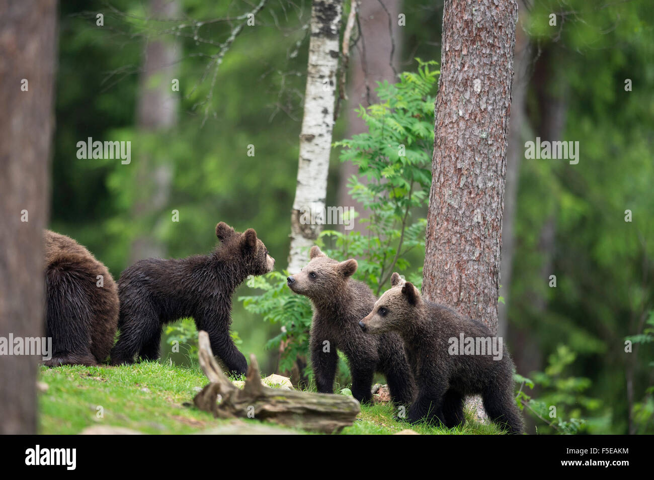 Jungtiere von Braunbären (Ursus Arctos), Finnland, Skandinavien, Europa Stockfoto