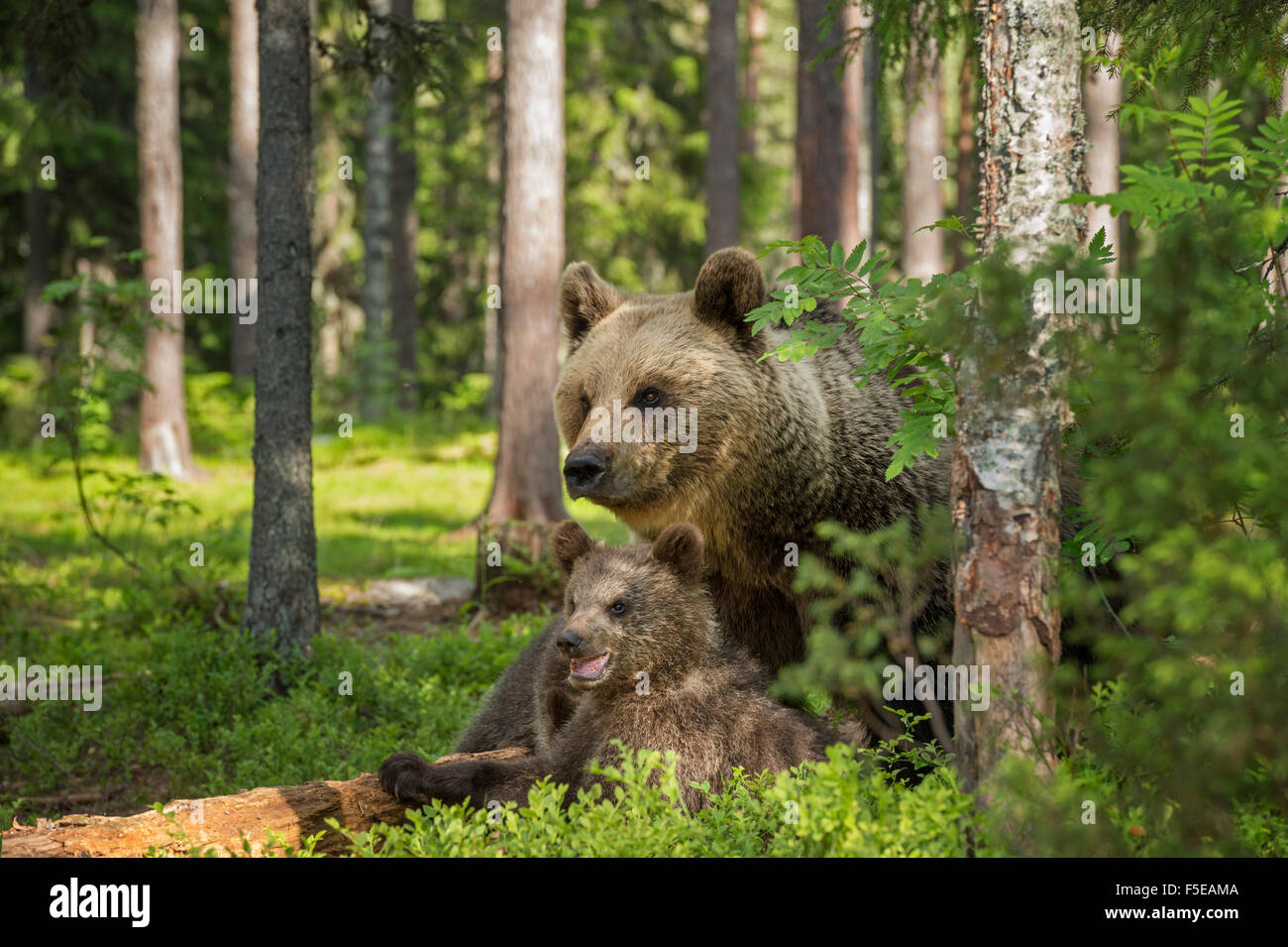 Braunbär Erwachsenen und jungen (Ursus Arctos), Finnland, Skandinavien, Europa Stockfoto