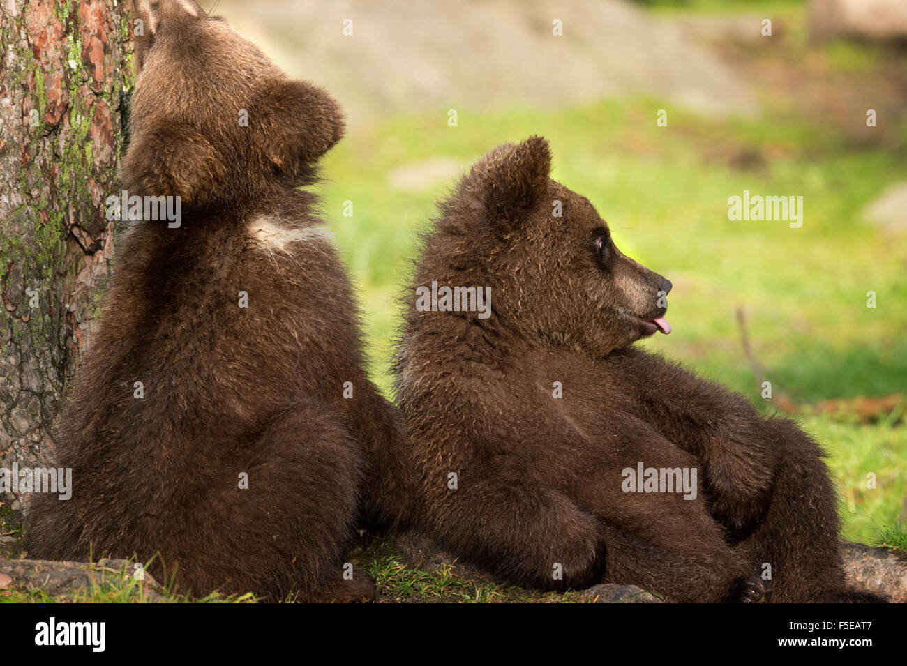 Jungtiere von Braunbären (Ursus Arctos), Finnland, Skandinavien, Europa Stockfoto