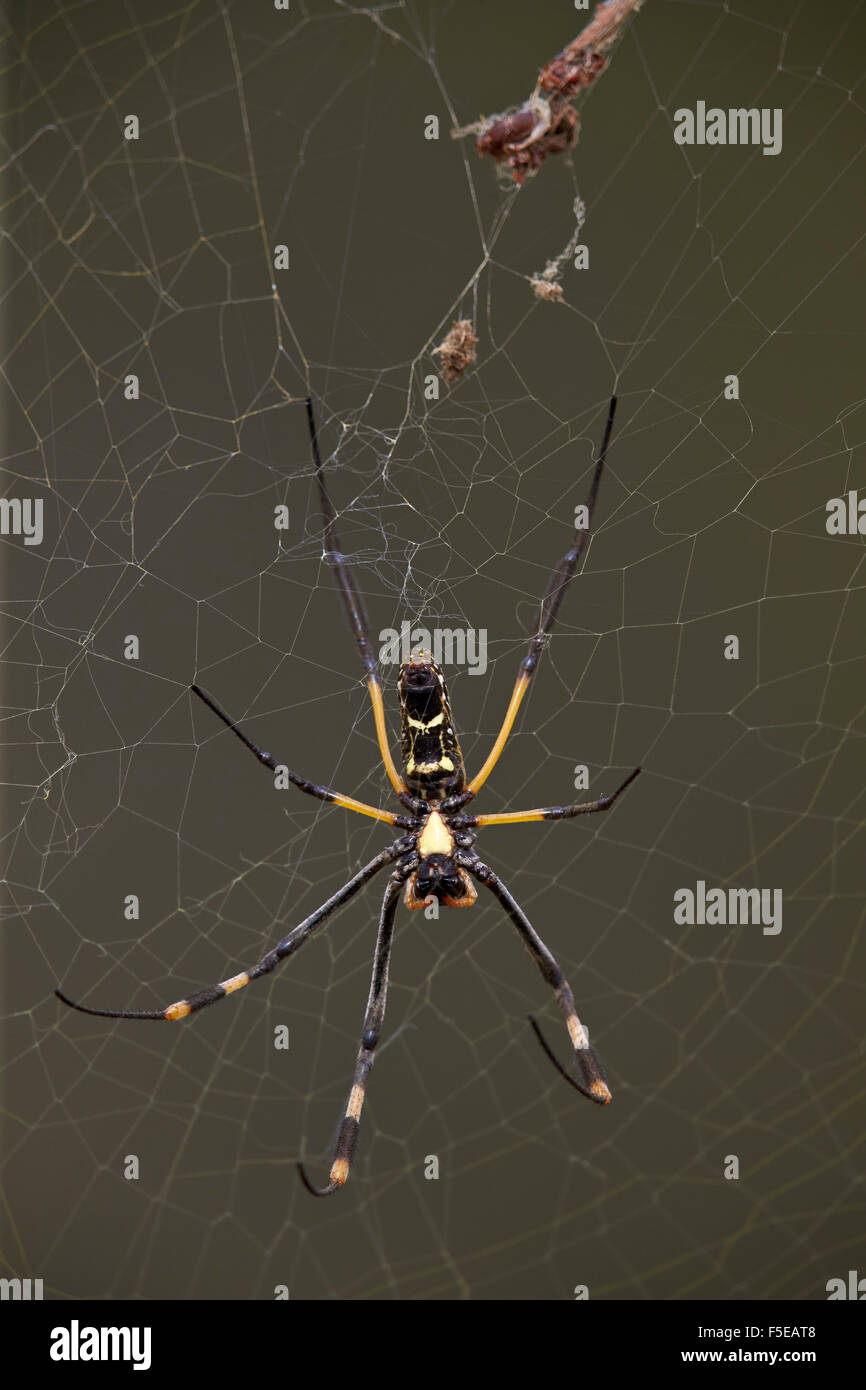 Goldene Kugel gebändert-beinigen Spinne (Nephila Senegalensis), Weiblich, Krüger Nationalpark, Südafrika, Afrika Stockfoto