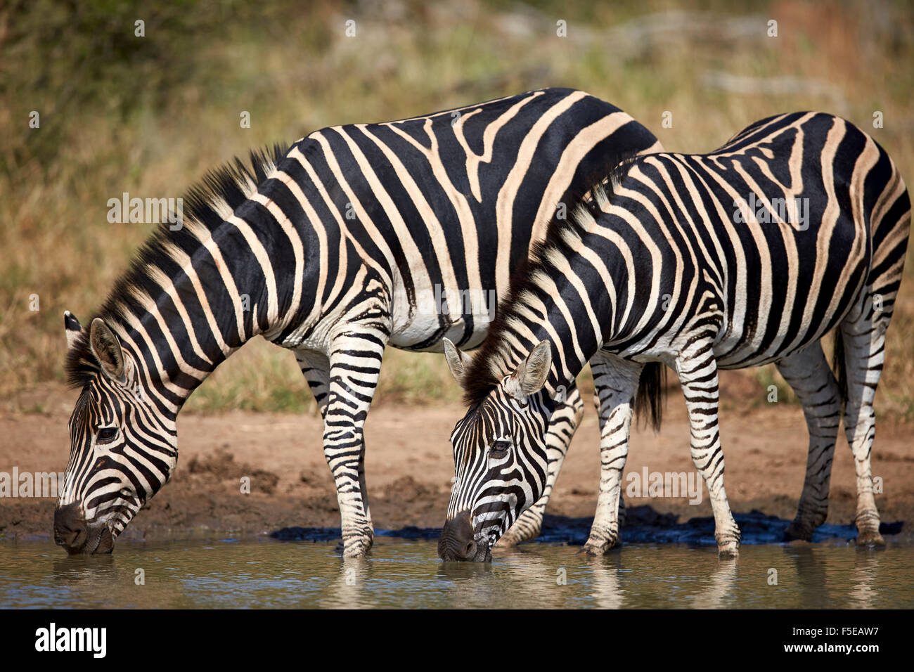 Zwei gemeinsame Zebra (Ebenen Zebra) (Burchell Zebra) (Equus Burchelli) trinken, Krüger Nationalpark, Südafrika, Afrika Stockfoto