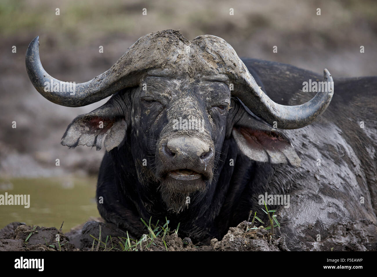 Kaffernbüffel (afrikanischer Büffel) (Syncerus Caffer) Bull, Krüger Nationalpark, Südafrika, Afrika Stockfoto