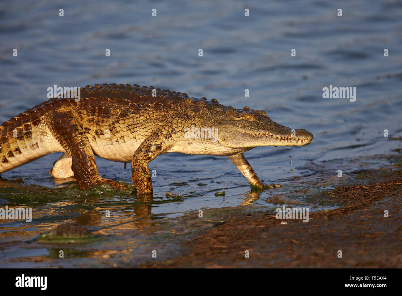 Nil-Krokodil (Crocodylus Niloticus) verlassen das Wasser, Krüger Nationalpark, Südafrika, Afrika Stockfoto